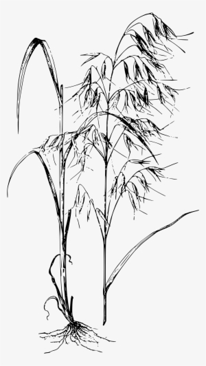 This Free Icons Png Design Of Avena Sativa