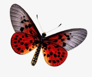 Red Butterfly Png Photo - Large Copper