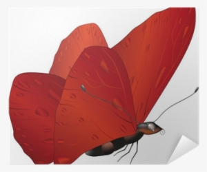 Lepidoptera