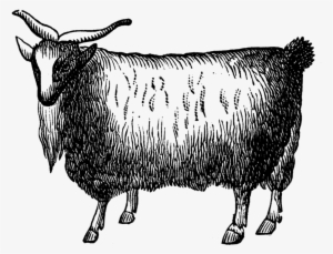 Goat Milk 1/2 Gallon