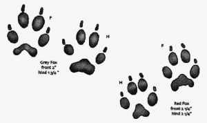Grey Fox Handprints Have More Of An Inverted “v” Shape - Animal Tracks