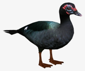 Muscovy Duck 3 - Wiki