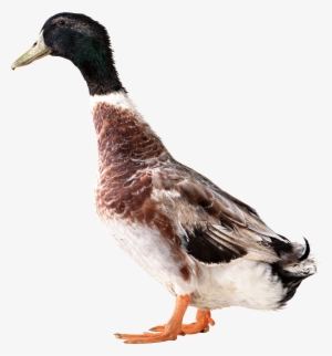 Duck Png