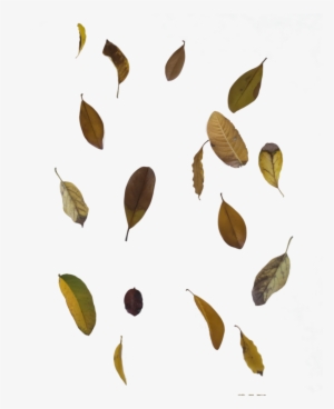 Falling Autumn Leaves Transparent Images - Leaf Fall Png