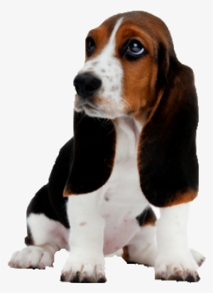 Basset Hound Png Image