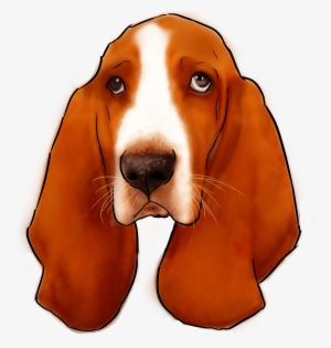 27 Why Are You A Basset Hound