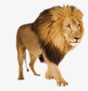 Download - Lion With Transparent Background