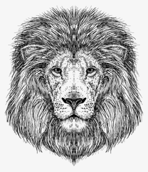 Lion Vector Clipart Png - Eu Quero Conhecer Jesus