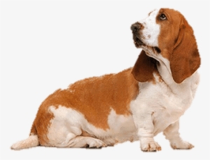 Basset Hound Orange