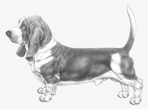 Basset Hound