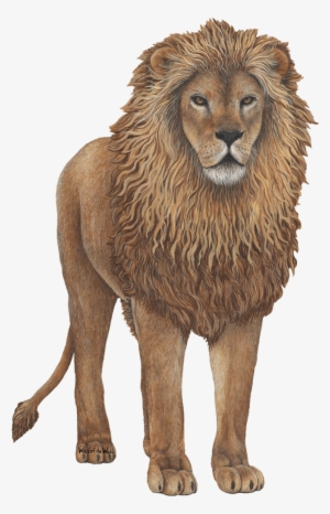 Image Transparent Giant Lion Wall Sticker - Lion Wall Decal, Home Decor Decals, By Walls Of The