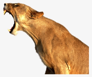 Yan-lioness - Good Quality Pictures Of Animals