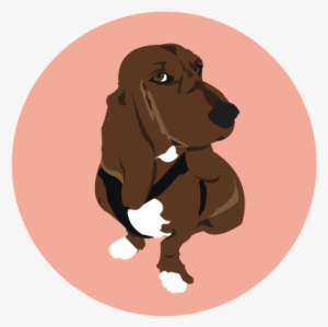 Basset Hound
