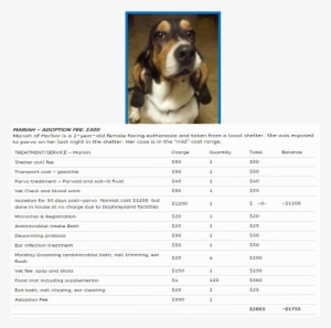 Mariah - Basset Hound