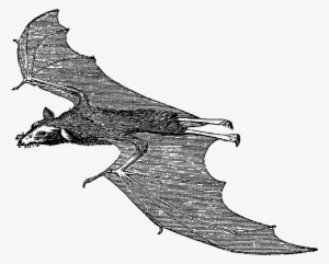 Scary Halloween Bat Images - Clip Art