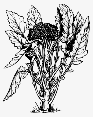 Small - Dibujo De Planta De Brocoli