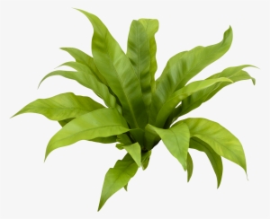 Asplenium - Plant Transparent