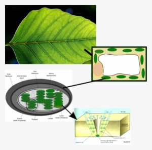 Why Are Plants Green[edit] - Chlorophyll Located In Plants