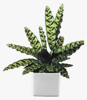 Desktop Plants Gallery - Snake Plant Calathea