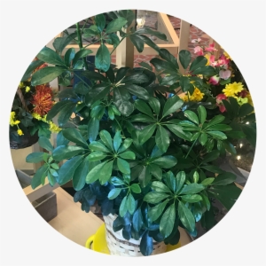 Plants - Schefflera
