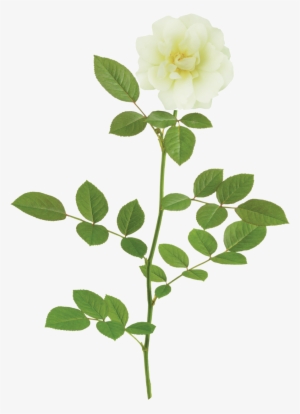 The Popcorn Drift® Rose - One Flower Png