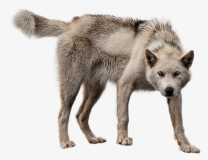 Animalmother Wolf - Wolf On Transparent Background