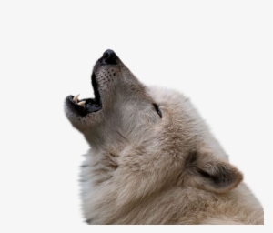 Download - Uluyan Bozkurt Png