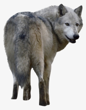 Image - Wild Animals 3 Png