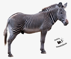 Zebra Picture Png Image - Grevy's Zebra Png