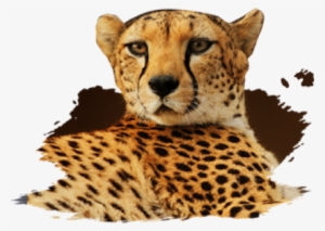 Mammals - Cheetah