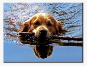 Golden Retriever Puppy Dog Swimming Canvas Wall Art