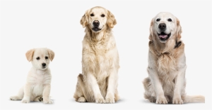 Dietary Dilemmas- Let Us Help You Fix Them - Puppy And Grown Dog