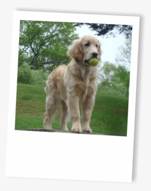 Golden Retriever, Breeders, Ri Breeders, Golden Retriever - Golden Retriever