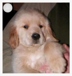 100% Pure Breed Golden Retriever Puppies For You - Golden Retriever