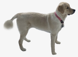 Scylla Byrge Scylla Byrge Scyllabyrge Golden Retriever - Dog