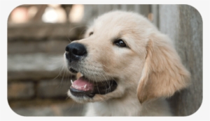 Golden Retriever Puppy - Middle Dogs