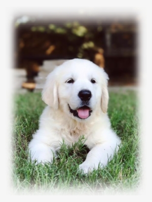 Blessed Hope Kennels - Slovak Cuvac