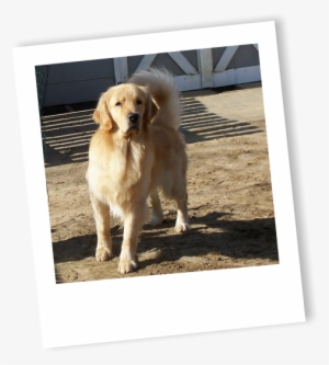 Reserve Your Puppy Early Most Litters Are Sold Before - Golden Retriever