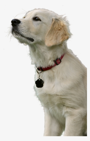 Golden Retriever, Dog, Hundeportrait, Animal, Pet - Retriever