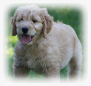 Home Of Quality Goldendoodles And English Retrievers - Golden Retriever