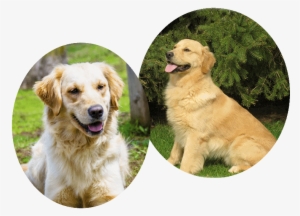 Misty's Pedigree And Clearances - Golden Retriever