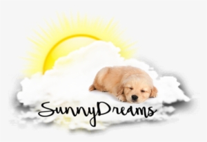 Logo - Golden Retriever