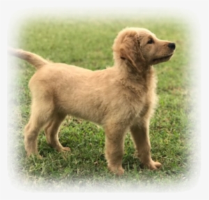 Our F1 Goldendoodle Daisy Is Due With Puppies In July - Golden Retriever