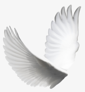 Transparent Angel Wings Tumblr Psd Detail - Dove Wings