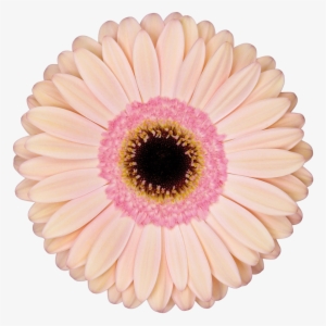 Alliance - Gerbera Alliance