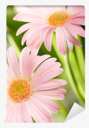 Closeup Of Two Pink Daisy-gerbera Wall Mural • Pixers®