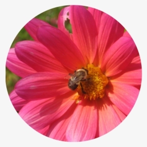 I Use The Image Of A Pink Daisy With A Bumble Bee A - Barberton Daisy