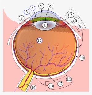 Schematic Diagram Of The Human Eye - Corpi Ciliari