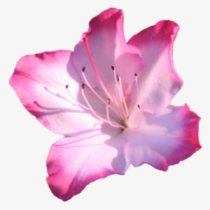 Png Image Of Pink Daisy Transparent - Azalea Flower Clip Art