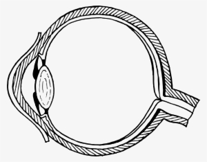 Human Eye Diagram Unlabelled